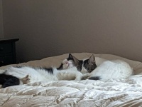 Sleeping Sisters