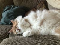 Fluffy belly!