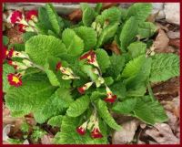 primrose