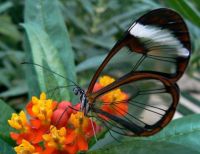 Glasswinged Butterfly (Greta Oto)