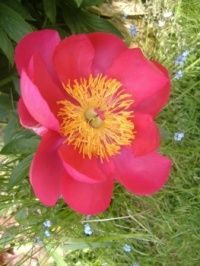 Seasonal - Spring - Garden - One of the large Blooms on my Peony