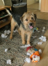 This is Bobby. My daughters 7 year old Border Terrier. He loves killing toys!
