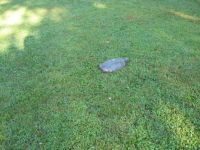 Turtle in the Neighborhood