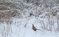 Michigan Pheasant