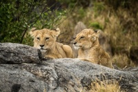 Curious Lion Cubs