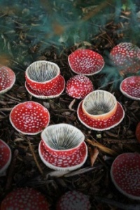 Mushroom Cups