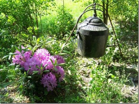Rhododendron and old tank