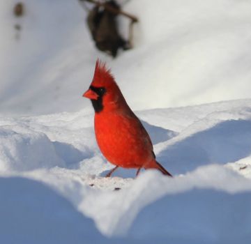 Handsome young male cardinal.