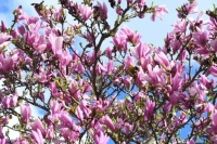 Spring  Buds