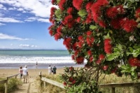 Kiwi Christmas (med)