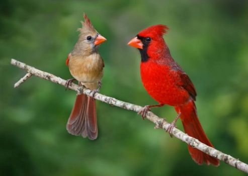 Solve Indiana State Bird ~ Cardinal jigsaw puzzle online with 70 pieces