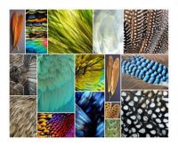Colorful Plumage