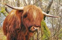 Scottish Heilan Coo!!