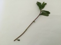 A mint plant stick.