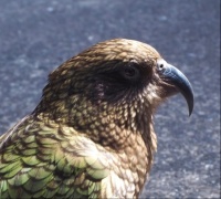 At last! A Kea!