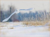 Snowy Owl taking flight by Rudy Viereckl