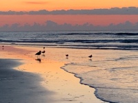 Seabirds at sunrise