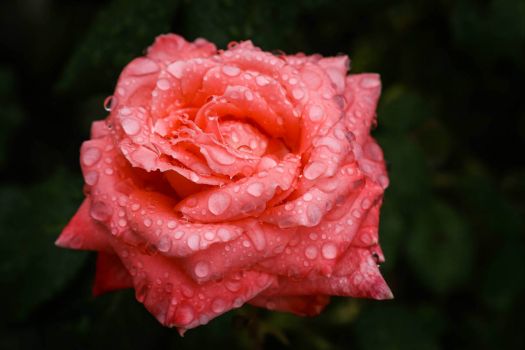 RAIN ON A ROSE