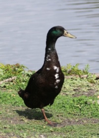 Indian Runner Duck, Guajome Regional Park, Oceanside, California