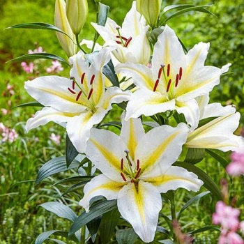 White & Yellow Asiatic Lilies