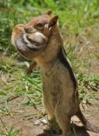 Chipmonk carrying her baby.
