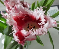 "Franje" tulp (fringed tulip)