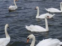 Swans at Thorpness, Suffolk