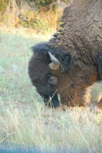 Wichita Mountain Bison
