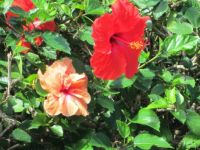 Hawaiian beauty  (large)