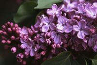 Lilacs 2