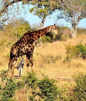 Shades  - Imbalii - National Kruger Park
