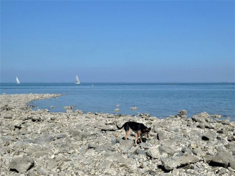 Solve Lowtide at sea river Oosterschelde. Bambi loved sniffing amongst ...