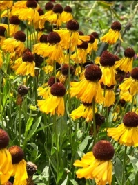 Yellow beauty