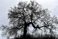 Sturdy winter oak