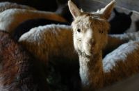Alpaca!