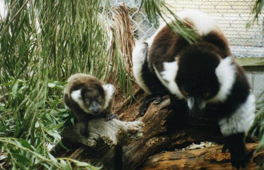 Black and white ruffed lemurs