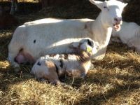 Dotty and daughter, Glory