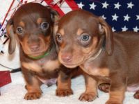Double Chocolate