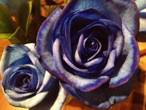 Blue Birthday Rose