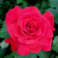 Rose 'Duftwolke'