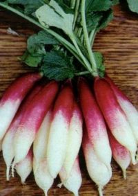 Fire ''n Icea Radishes