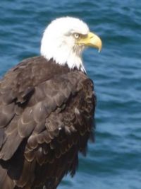 The Eagle has landed . . .