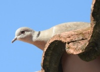 Eurasian Collared Dove on my roof, San Marcos, California