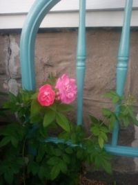My garden... Climbing rose