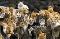 Cat Island, Aoshima, Japan