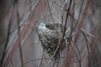 Tiny nest