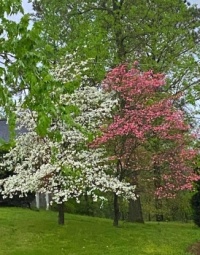 Dogwoods near Nashville TN