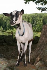 Blueberry goat
