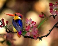 Oriental Dwarf Kingfisher