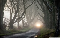 foggy_road_and_tangled_trees-wallpaper